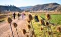 some dry brown flowers of a plant called teasel, dipsacus fullonum in latin, in the pathway of a sand way that three persons are