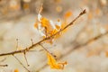 Some dry yellow oak leaves lit with the sun on a thin branch in