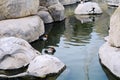 Some ducks swimming in the lake Royalty Free Stock Photo