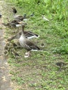 Ducks with Ducklings in St James Park, London, UK. May 2023. Royalty Free Stock Photo