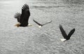 Some bald eagles flying together