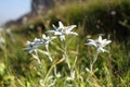 Some edelweiss flowers on a field