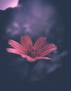 Some edited flower photos