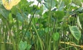 some elephant taro plants around the swamp beside the house