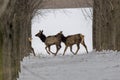 Some elk running through orchard. Royalty Free Stock Photo