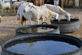 Some Ewes are stop drinking water