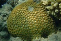 Some Favia coral