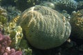 Some Favia coral Royalty Free Stock Photo