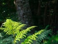 Some ferns in the forest Royalty Free Stock Photo