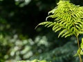 Some ferns in the forest Royalty Free Stock Photo