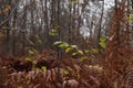 Ferns in the woods