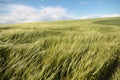 A farmers crop in a windy field