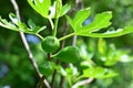 Some figs are ripening on the plant