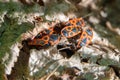 fire bugs hide in the grass under foliage Royalty Free Stock Photo