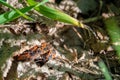 fire bugs hide in the grass under foliage Royalty Free Stock Photo