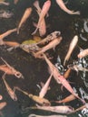 some fish swimming in a clear pond. looks very calming. Unknowingly I smiled to see the movements of the fish. Royalty Free Stock Photo