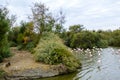Some flamingos on a water pond with ducks in La Camargue