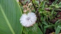 Some flower on the track to waterfall