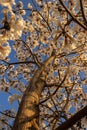 Some flowering branches of white ipe.