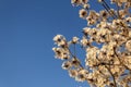 Some flowering branches of white ipe.