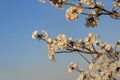 Some flowering branches of white ipe.