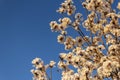 Some flowering branches of white ipe.