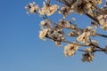 Some flowering branches of white ipe.