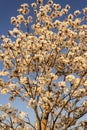 Some flowering branches of white ipe.