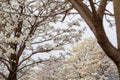 Some flowering branches of a white ipe tree. Royalty Free Stock Photo