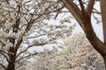 Some flowering branches of a white ipe tree.