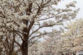 Some flowering branches of a white ipe tree.