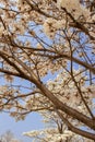 Some flowering branches of a white ipe tree. Royalty Free Stock Photo