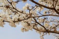 Some flowering branches of a white ipe tree. Tabebuia roseo-alba. Royalty Free Stock Photo