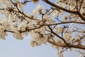 Some flowering branches of a white ipe tree. Tabebuia roseo-alba.