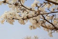 Some flowering branches of a white ipe tree. Tabebuia roseo-alba.