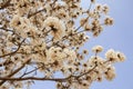 Some flowering branches of a white ipe tree. Tabebuia roseo-alba.