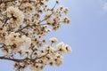 Some flowering branches of a white ipe tree. Tabebuia roseo-alba.