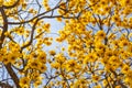Branches of a yellow flowering ipe tree. Royalty Free Stock Photo