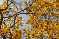 Branches of a yellow flowering ipe tree. Royalty Free Stock Photo