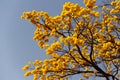 Some flowering branches of yellow ipe.