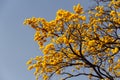 Some flowering branches of yellow ipe.