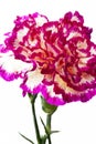 Some flowers of cultivar of carnations Royalty Free Stock Photo