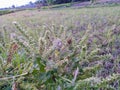 some flowers from grass plants in the fields