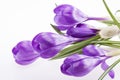 Some flowers of violet crocus isolated on white background Royalty Free Stock Photo