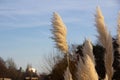 Some fluffy reed is waving in the strong winds on a cold winter day in MalmÃÂ¶, Sweden