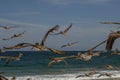 flying pelicans close up in fisherman beach Punta Lobos near todos santos, pacific ocean baja california sur mexico Royalty Free Stock Photo