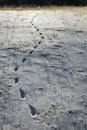Some Footprint on snow with dried grass Royalty Free Stock Photo