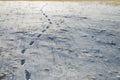 Some Footprint on snow with dried grass Royalty Free Stock Photo