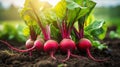 some fresh beetroot in a vegetable patch