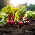 some fresh beetroot in a vegetable patch